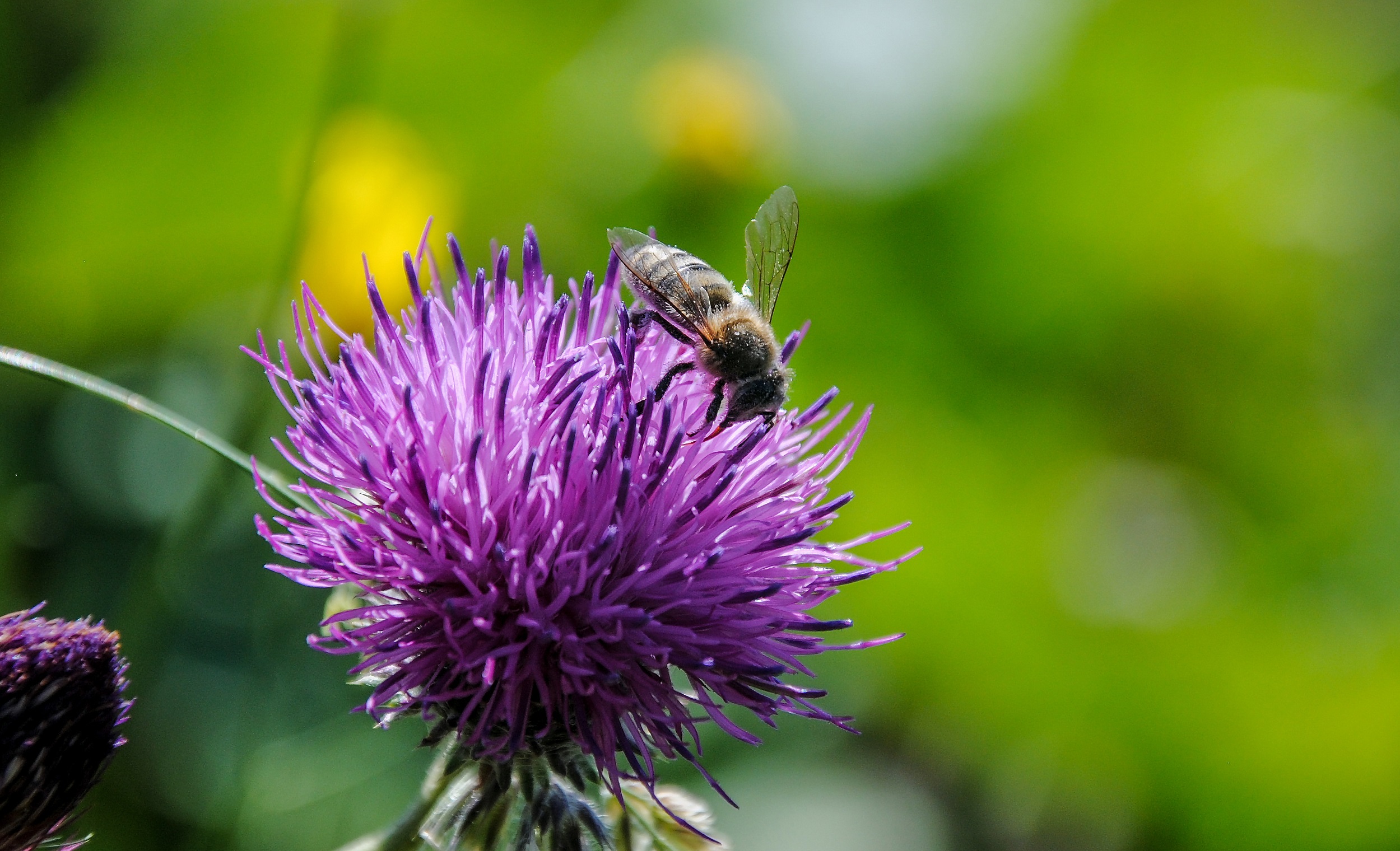 Colchian Bee (Honey)